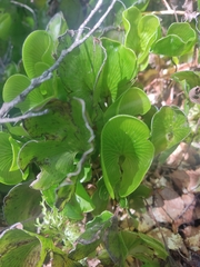 Hymenophyllum nephrophyllum