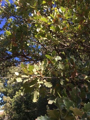 Quercus ithaburensis