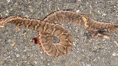 Gloydius ussuriensis