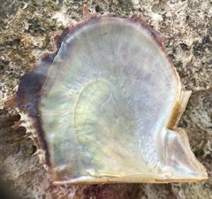 Pinctada imbricata
