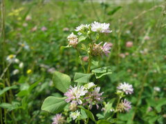 Trifolium resupinatum