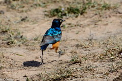 Lamprotornis superbus