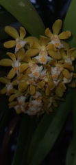 Gastrochilus