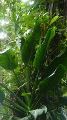 Monstera standleyana