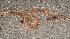 Gloydius ussuriensis