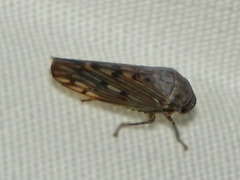 Marganana suilla
