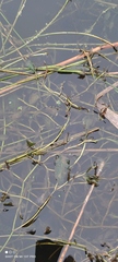Potamogeton lucens