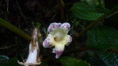 Trichodrymonia lineata