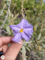 Solanum hindsianum