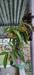 Gastrochilus