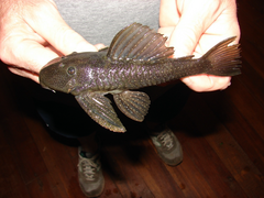 Hypostomus myersi