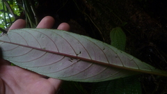 Trichodrymonia lineata