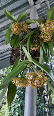 Gastrochilus