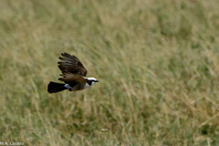 Eurocephalus ruppelli