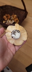 Russula caerulea