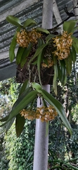 Gastrochilus