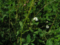 Gypsophila elegans