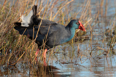 Porphyrio porphyrio