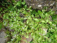 Valerianella