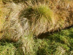 Juncus conglomeratus