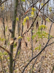 Caragana arborescens