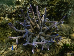Acropora muricata