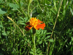 Tagetes patula