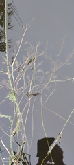 Potamogeton lucens