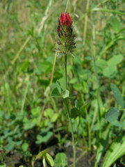 Trifolium incarnatum