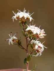 Agathosma