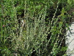 Lepidium sativum