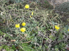 Calendula suffruticosa