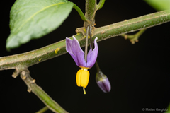 Solanum valdiviense