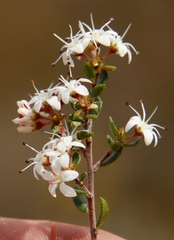 Agathosma