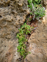 Selaginella denticulata