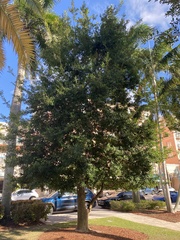 Terminalia buceras