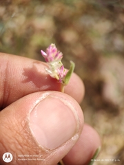 Gomphrena sonorae
