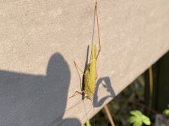 Phaneroptera nigroantennata