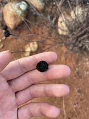 Helianthus gracilentus