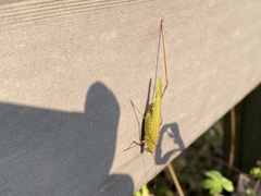 Phaneroptera nigroantennata