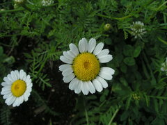 Anthemis