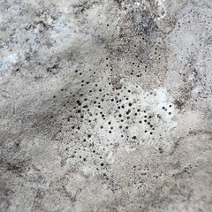 Lecidella elaeochroma