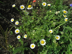 Anthemis