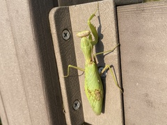 Hierodula patellifera