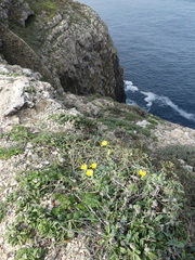 Calendula suffruticosa