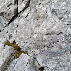 Lecidella elaeochroma