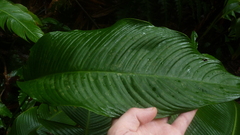 Spathiphyllum laeve