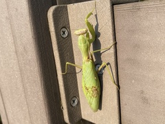 Hierodula patellifera