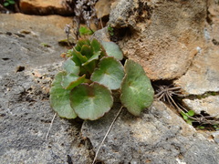 Umbilicus horizontalis