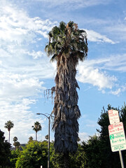 Washingtonia
